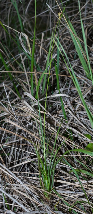 Carex in ambiente arido